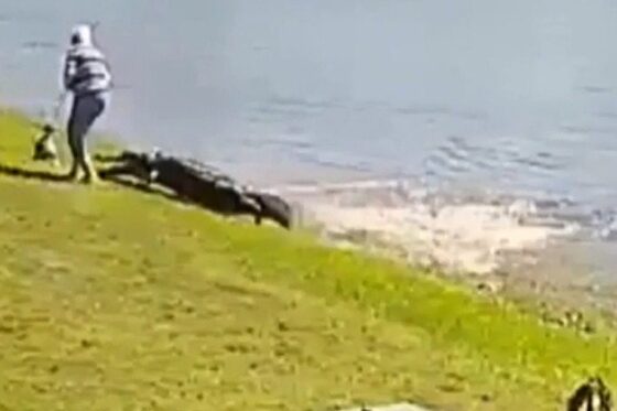 ΗΠΑ: Η στιγμή της θανατηφόρας επίθεσης αλιγάτορα σε 85χρονη στη Φλόριντα ‑ «Την έπιασε»