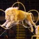 Τρόμος σε τσίρκο ‑ Λιοντάρια βγήκαν από το κλουβί κατά τη διάρκεια της παράστασης 2