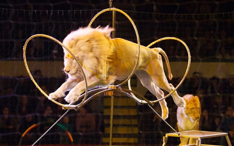 Τρόμος σε τσίρκο ‑ Λιοντάρια βγήκαν από το κλουβί κατά τη διάρκεια της παράστασης 1