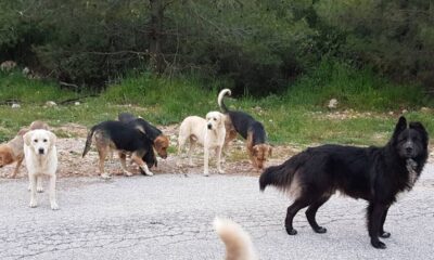 Τραγωδία στα Ανω Λιόσια: Αγέλη σκύλων κατασπάραξε 68χρονη 59