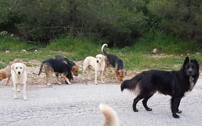 Τραγωδία στα Ανω Λιόσια: Αγέλη σκύλων κατασπάραξε 68χρονη 3