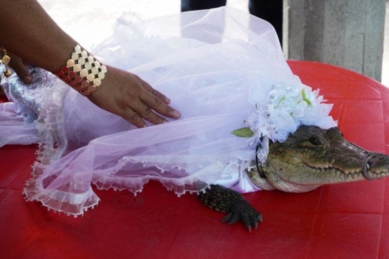 Δήμαρχος στο Μεξικό παντρεύτηκε… αλιγάτορα! 3