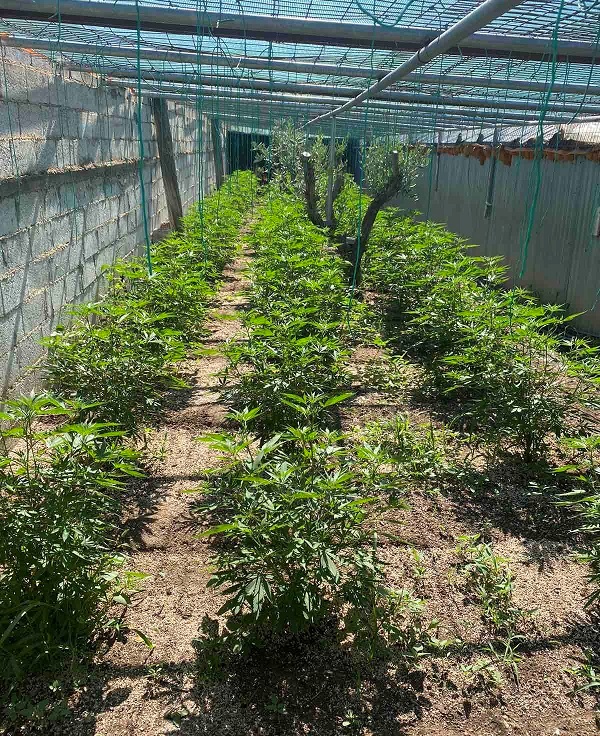 Πάνω από 90 κιλά κάνναβης και 38 φυτά κατασχέθηκαν από το Τμήμα Δίωξης Ναρκωτικών Καλαμάτας 8