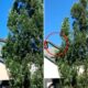 Bίντεο με πύθωνα 5 μέτρων να κάνει βόλτα στη στέγη σπιτιού 4