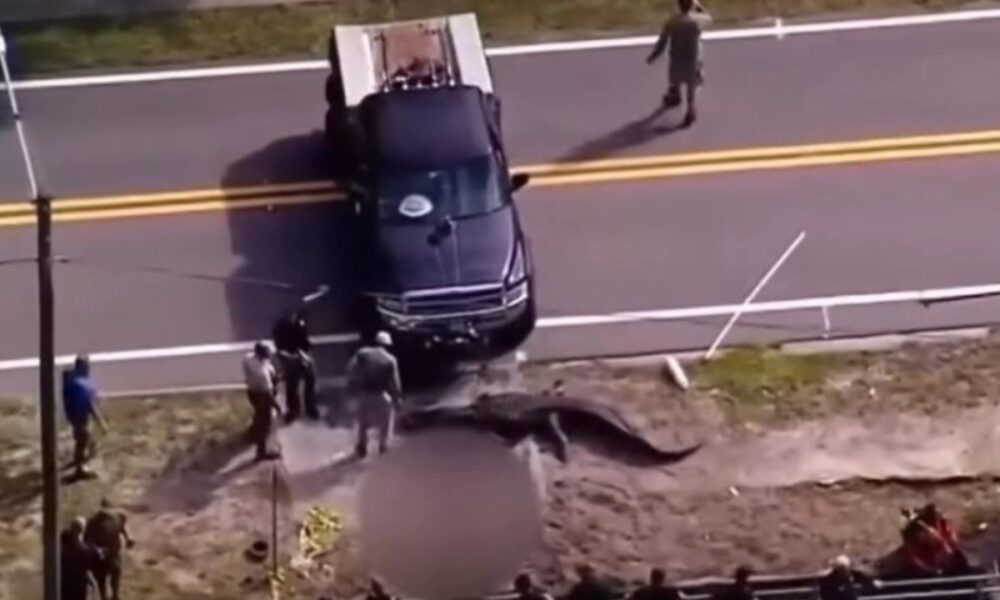 Φλόριντα: Γιγάντιος αλιγάτορας έκοβε βόλτες με ανθρώπινη σορό στο στόμα 1