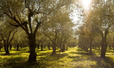 Η Costa Navarino συμμετέχει στην προσπάθεια για την εξάλειψη των δασικών πυρκαγιών μέσω του XPRIZE Wildfire 26