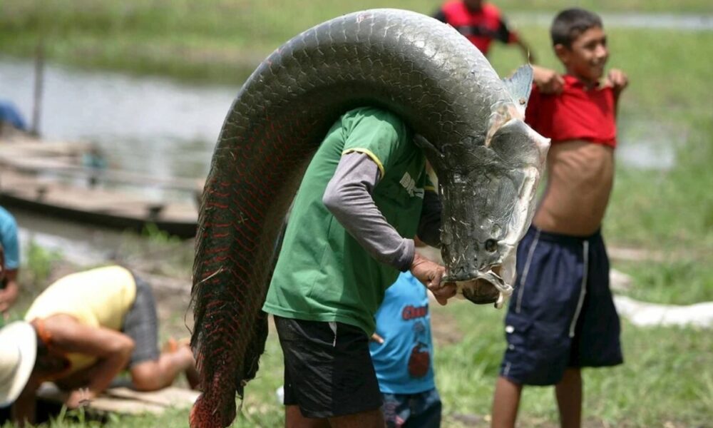 «Αραπάιμα ο γίγας»: Ψαράς έπιασε τεράστιο ψάρι βάρους 200 κιλών 28