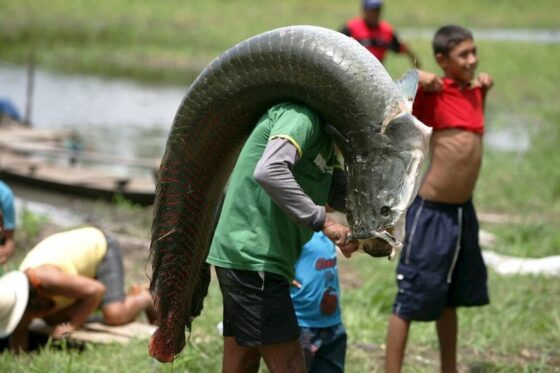 «Αραπάιμα ο γίγας»: Ψαράς έπιασε τεράστιο ψάρι βάρους 200 κιλών