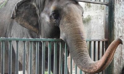 Πέθανε ο πιο μοναχικός και θλιμμένος ελέφαντας του κόσμου 34
