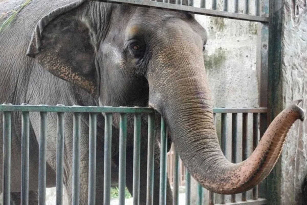 Πέθανε ο πιο μοναχικός και θλιμμένος ελέφαντας του κόσμου 1