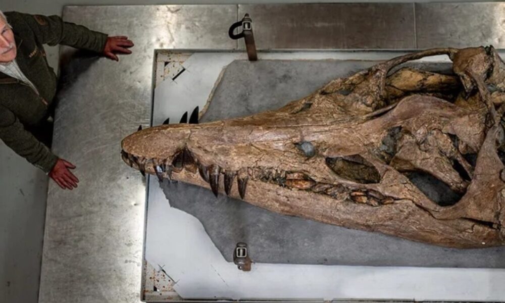 Απίστευτο: Βρήκαν κρανίο του «γίγαντα» που τρομοκρατούσε τις θάλασσες πριν από εκατομμύρια χρόνια 31