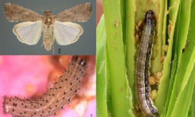Δ/νση Αγροτικής Οικονομίας & Κτηνιατρικής ΠΕ Μεσσηνίας: Ενημέρωση για το έντομο Spodoptera frugiperda 72