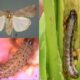 Δ/νση Αγροτικής Οικονομίας & Κτηνιατρικής ΠΕ Μεσσηνίας: Ενημέρωση για το έντομο Spodoptera frugiperda 73