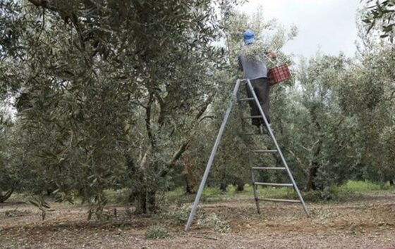 Δακοκτονία στη Μεσσηνία: Παρέμβαση της Ομοσπονδίας Αγροτοκτηνοτροφικών Συλλόγων για τις καθυστερήσεις