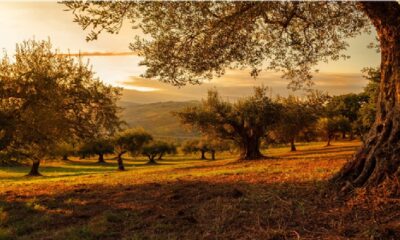 Πώς να φροντίσετε τις ελιές σας για να έχετε καλύτερη απόδοση 1