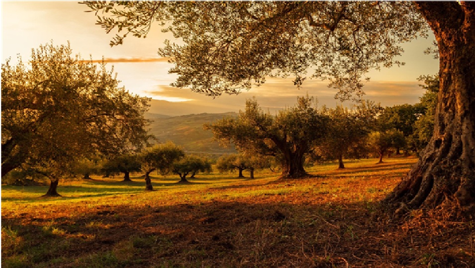 Πώς να φροντίσετε τις ελιές σας για να έχετε καλύτερη απόδοση 3
