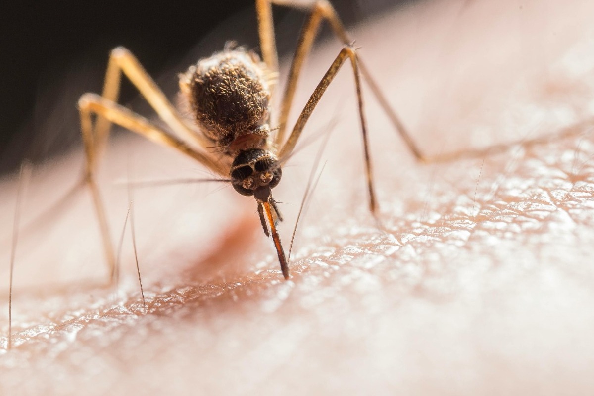 Ραγδαία εξάπλωση του ιού chikungunya στην Ευρώπη – Συναγερμός σε Γαλλία και Ιταλία 1