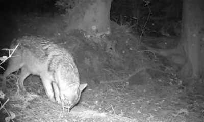Απίστευτη Ανακάλυψη στον Ταΰγετο! Τι Ζώο Κρύβεται στα Ελληνικά Δάση; 30