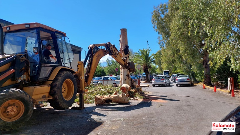 Έκοψαν τον ευκάλυπτο πίσω από την Κεντρική Αγορά Καλαμάτας – Το κυκλοφοριακό πρόβλημα παραμένει 9