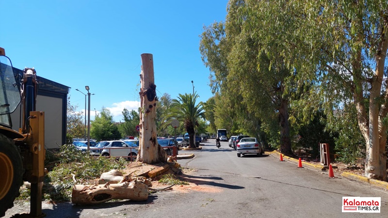 Έκοψαν τον ευκάλυπτο πίσω από την Κεντρική Αγορά Καλαμάτας – Το κυκλοφοριακό πρόβλημα παραμένει 10