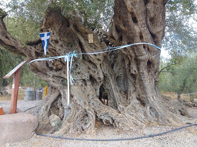 Εμβληματική τελετή ένταξης της Γηραιότερης Ελιάς της Πελοποννήσου στο Δίκτυο Αιωνόβιων Δέντρων Ελληνικής Επανάστασης 19 Εμβληματική τελετή ένταξης της Γηραιότερης Ελιάς της Πελοποννήσου στο Δίκτυο Αιωνόβιων Δέντρων Ελληνικής Επανάστασης 12