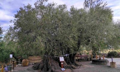 Εμβληματική τελετή ένταξης της Γηραιότερης Ελιάς της Πελοποννήσου στο Δίκτυο Αιωνόβιων Δέντρων Ελληνικής Επανάστασης 13