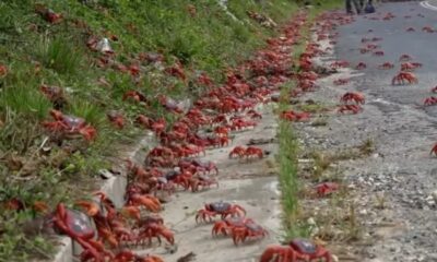 Εκατομμύρια κόκκινα καβούρια ξεκίνησαν την ετήσια μετανάστευσή τους στο Νησί των Χριστουγέννων 18