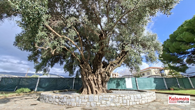 Παγκόσμια Ημέρα Ελιάς: Η Μεσσηνία ως γενέτειρα μνήμης, ταυτότητας και βιώσιμου μέλλοντος 11 Παγκόσμια Ημέρα Ελιάς: Η Μεσσηνία ως γενέτειρα μνήμης, ταυτότητας και βιώσιμου μέλλοντος 4