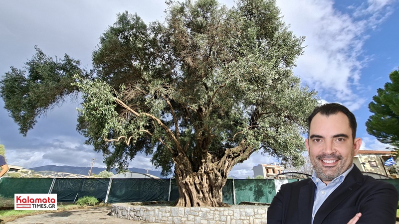 Παγκόσμια Ημέρα Ελιάς: Η Μεσσηνία ως γενέτειρα μνήμης, ταυτότητας και βιώσιμου μέλλοντος 3