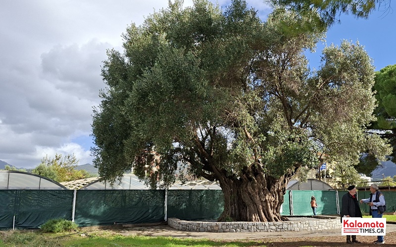Παγκόσμια Ημέρα Ελιάς: Open Day γνωριμίας με τη «Μάνα Ελιά» και τον Επιδεικτικό Αγρό Μάνα Ελιά του ΕΛΓΟ - Δήμητρα 6