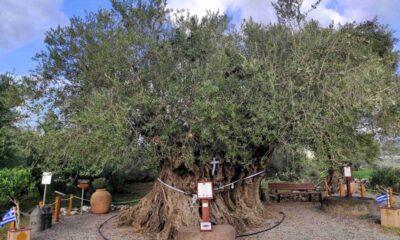 Η Γηραιότερη Ελιά της Πελοποννήσου εορτάζει την Παγκόσμια Ημέρα Ελιάς 11