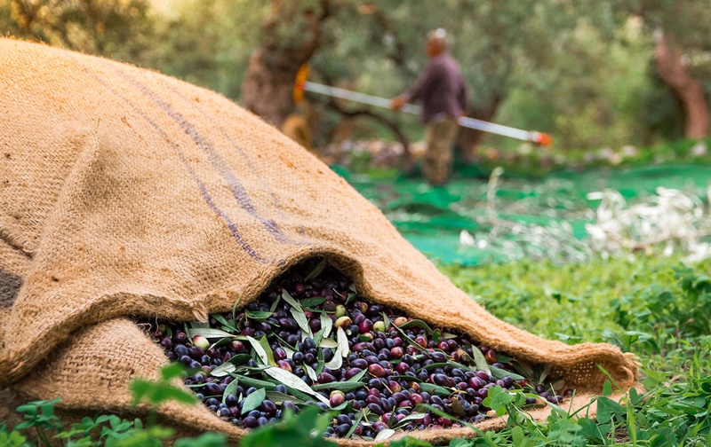 Καλαμάτα: Η πρωτεύουσα της μεσσηνιακής γεύσης 23 Καλαμάτα: Η πρωτεύουσα της μεσσηνιακής γεύσης 16