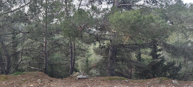 Σ.Π.Ο.Κ. ''Ο Ευκλής'': Εξορμεί στον βόρειο Υμηττό 5