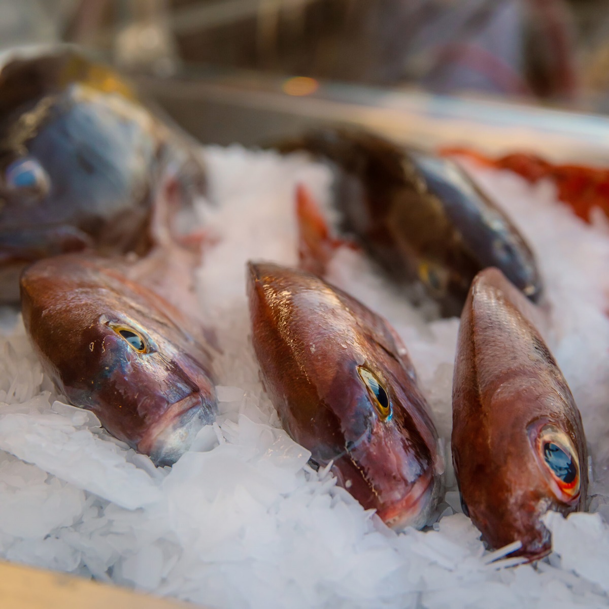 «Νοτιάς» το μυστικό της Μαρίνας που αξίζει περισσότερο κι από τη θέα 14