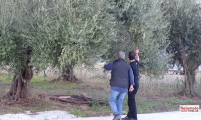Αλ. Χαρίτσης: «Σε αδιέξοδο οι ελαιοπαραγωγοί – Άμεσα μέτρα για την κατάρρευση των τιμών του ελαιολάδου» 86