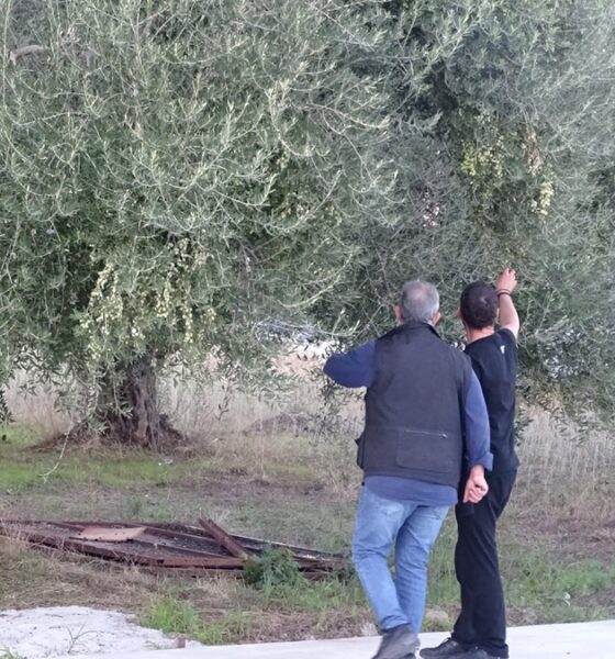 Αλ. Χαρίτσης: «Σε αδιέξοδο οι ελαιοπαραγωγοί – Άμεσα μέτρα για την κατάρρευση των τιμών του ελαιολάδου» 79