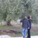 Αλ. Χαρίτσης: «Σε αδιέξοδο οι ελαιοπαραγωγοί – Άμεσα μέτρα για την κατάρρευση των τιμών του ελαιολάδου» 87