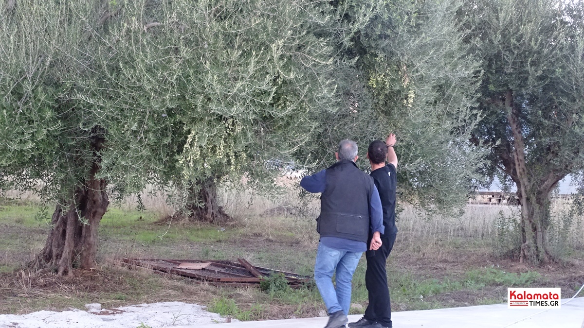 Ένωση Μεσσηνίας: Η δύναμη της τοπικής παραγωγής 24