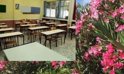SOS από το Υπουργείο Παιδείας: Απομακρύνετε τις πικροδάφνες από τα σχολεία 62