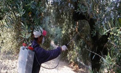 Μεσσηνία: Πρόγραμμα δολωματικών ψεκασμών για Τρίτη 30/6/2026 5