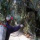 Μεσσηνία: Πρόγραμμα δολωματικών ψεκασμών για Τρίτη 30/6/2026 6