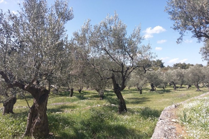ΚΚΕ Μεσσηνίας: «Πρώτα λύστε το χάος με το Ελαιοκομικό Μητρώο και μετά μιλήστε για το ψηφιακό κράτος» 3