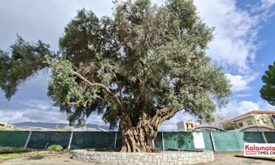 Η «Μάνα Ελιά» υποδέχεται το κοινό για όλο το καλοκαίρι 52