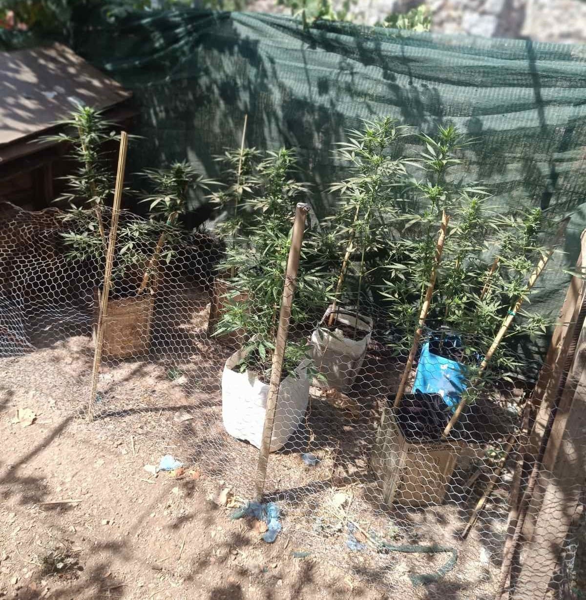 Μεσσηνία: Εντοπίστηκε φυτεία με 280 δενδρύλλια κάνναβης με προσδοκώμενα κέρδη 360.000 ευρώ 20 Μεσσηνία: Εντοπίστηκε φυτεία με 280 δενδρύλλια κάνναβης με προσδοκώμενα κέρδη 360.000 ευρώ 9