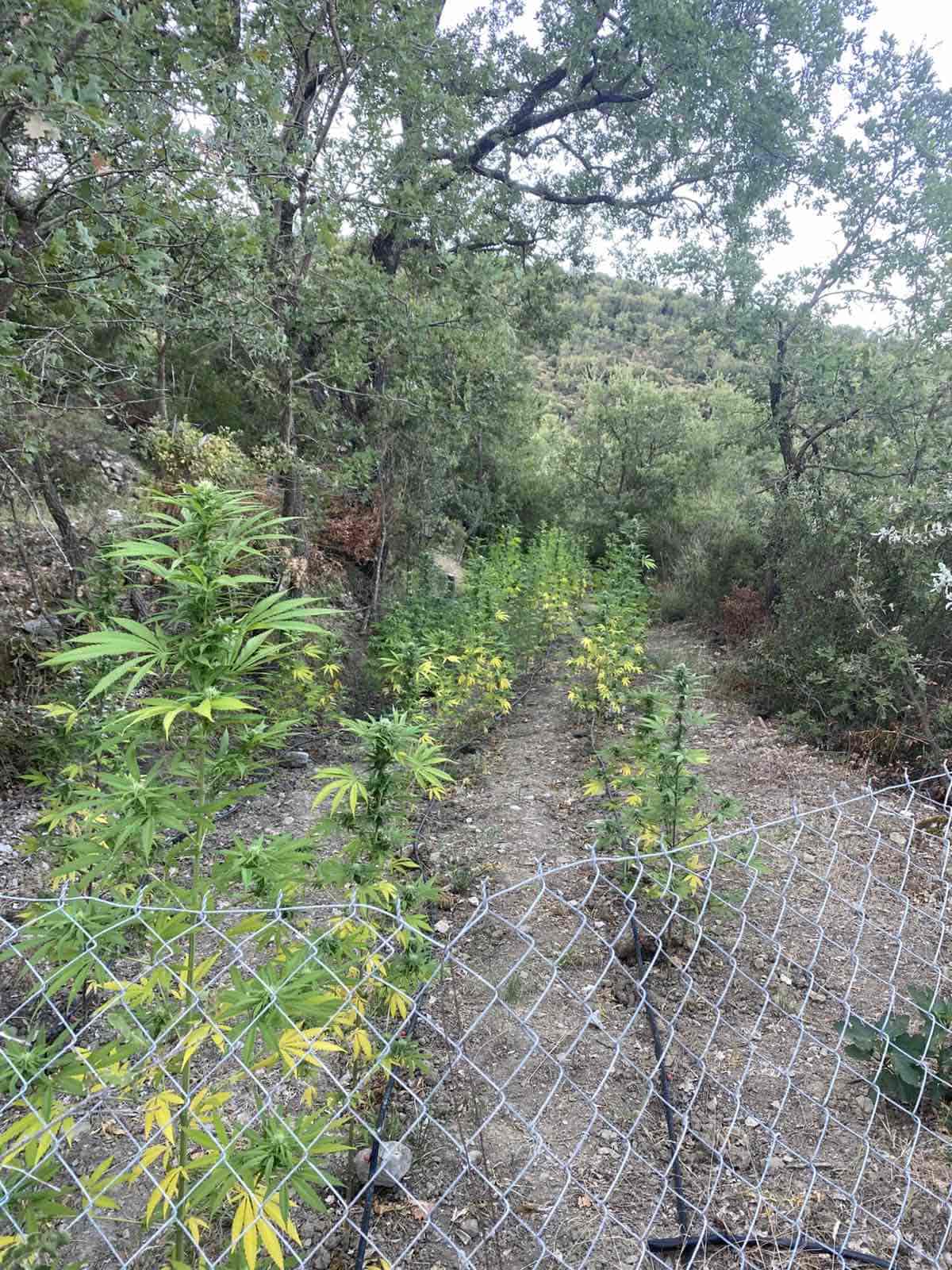 Μεσσηνία: Εντοπίστηκε φυτεία με 280 δενδρύλλια κάνναβης με προσδοκώμενα κέρδη 360.000 ευρώ 21 Μεσσηνία: Εντοπίστηκε φυτεία με 280 δενδρύλλια κάνναβης με προσδοκώμενα κέρδη 360.000 ευρώ 10